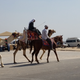 Camels and horse at the pyramids.
Allison Keyes/The Root